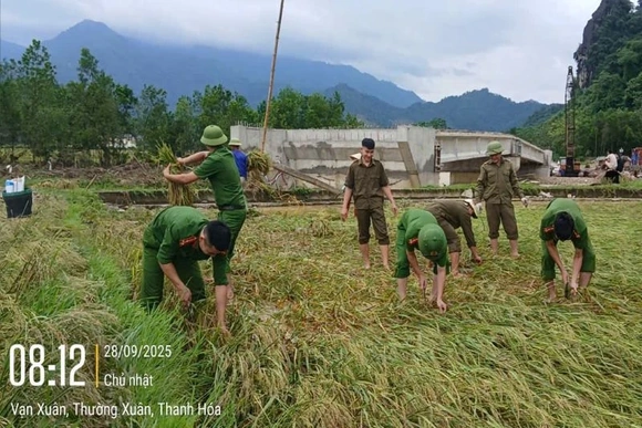 Công an xã Vạn Xuân gặt lúa giúp dân trước khi bão số 10 đổ bộ