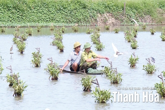 Bảo vệ chim hoang dã