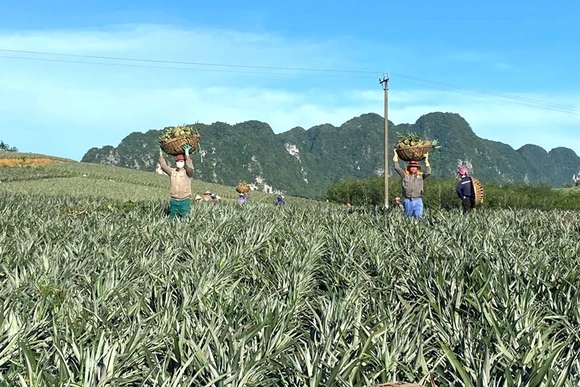 Chuyển đổi cơ cấu cây trồng ở Ngọc Liên