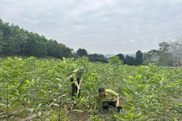 Thanh Kỳ nâng cao hiệu quả bảo vệ gắn phát triển rừng