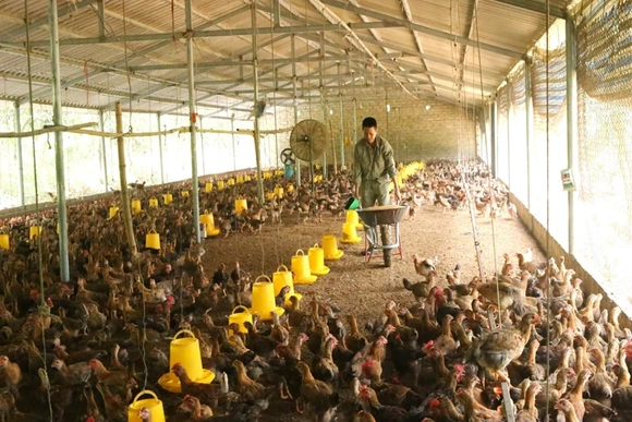 Ứng dụng công nghệ cao xây dựng chuỗi giá trị trong chăn nuôi