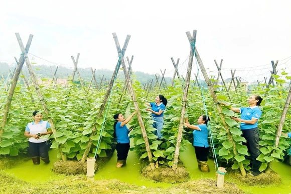 Phụ nữ xã Hà Long giúp hội viên giảm nghèo