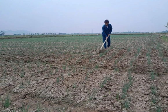 Nga Sơn gia tăng giá trị từ sản xuất vụ đông