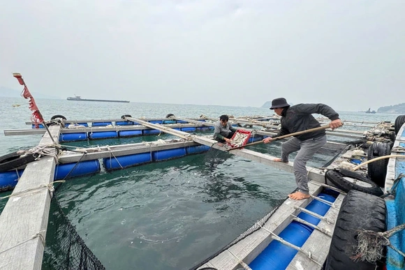 Quyết tâm cao nhất để “gỡ thẻ vàng IUU” (Bài cuối): Từ cam kết IUU đến phát triển ngành thủy sản bền vững