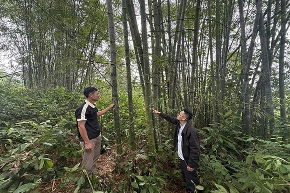 Quý Lương bảo vệ rừng và nâng cao hiệu quả kinh tế lâm nghiệp