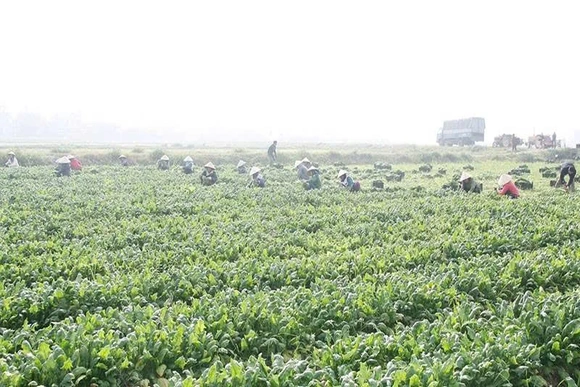 “Đòn bẩy” để HTX nông nghiệp phát triển bền vững