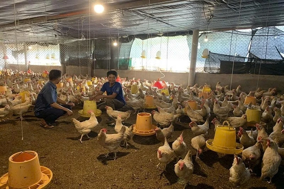 Tái khởi động ngành chăn nuôi sau bão lũ