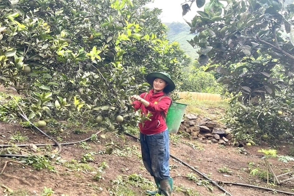 Cây cam ở bản người Dao Hạ Sơn