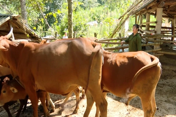 Chủ động phòng chống đói, rét cho đàn trâu bò