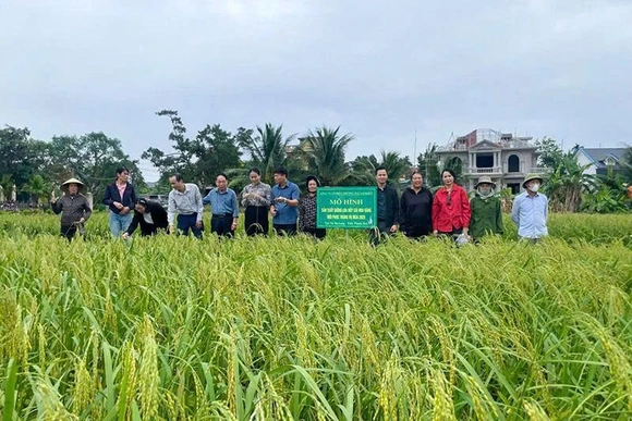 Hà Long nỗ lực “gắn sao” sản phẩm OCOP