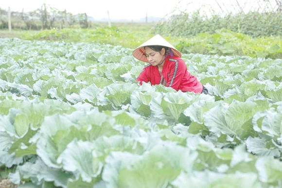 Trồng cây vụ đông ngắn ngày phục vụ thị trường cuối năm