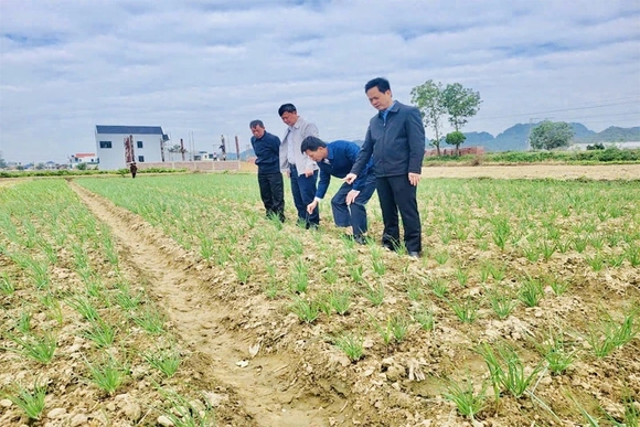 Ba Đình linh hoạt các giải pháp trong sản xuất vụ đông