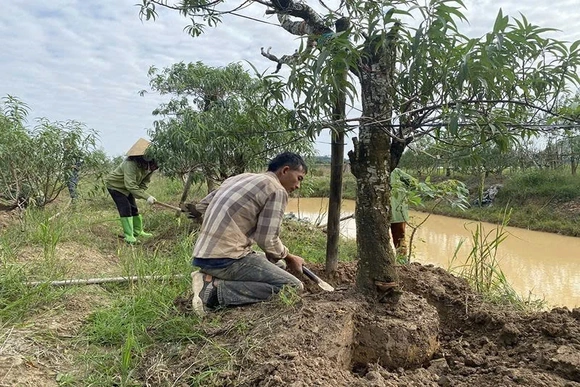 Vùng đào, quất cảnh Hợp Tiến chuẩn bị cho thị trường tết