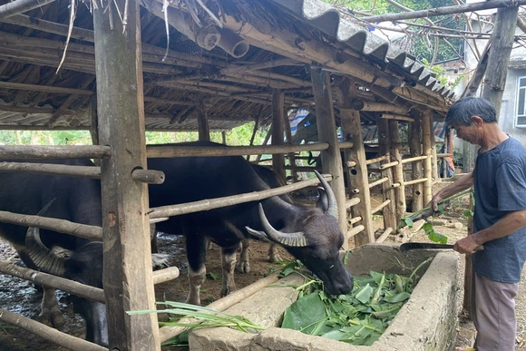 Thạch Bình chăm sóc, bảo vệ đàn vật nuôi khi thời tiết giao mùa