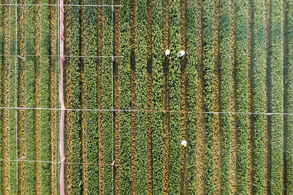 Nông dân làng hoa lớn nhất Thanh Hóa tất bật chăm vụ Tết