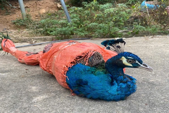 3 cá thể động vật nguy cấp, quý hiếm được người dân giao nộp