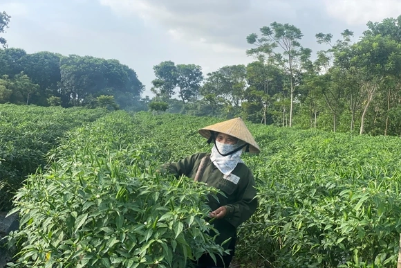 Vụ đông năm 2025-2026: Nhiều khởi sắc và thử thách (Bài 2): Giá nông sản tăng chóng mặt và sức ép quản lý các chuỗi cung ứng