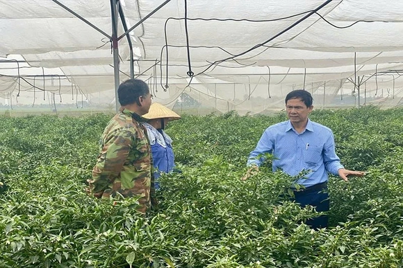 Phát triển các vùng sản xuất nông nghiệp tập trung