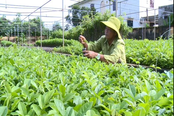 Bảo tồn, phát triển giống cây trồng nguồn gốc bản địa