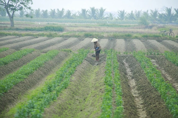 Phát triển diện tích liên kết trồng khoai tây vụ đông xuân