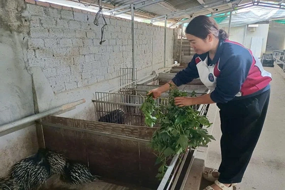 Mậu Lâm: Nhiều giải pháp nâng cao&nbsp;thu nhập cho người dân