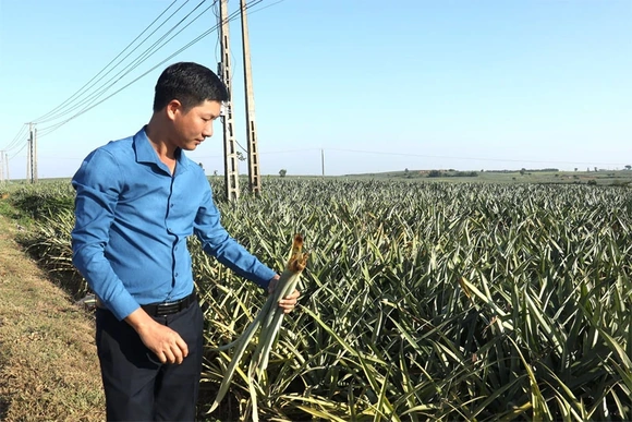 Trăn trở ở cánh đồng dứa