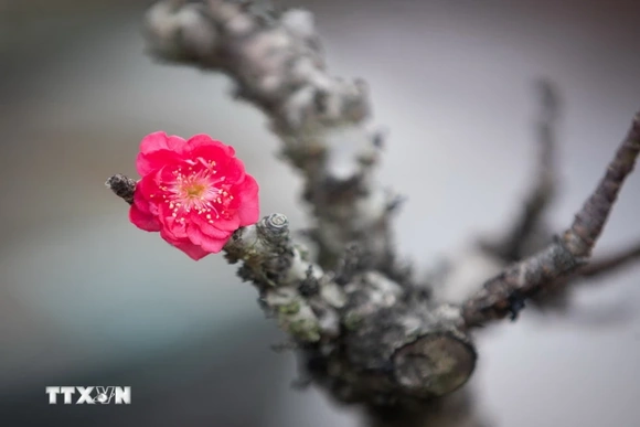 Thủ tướng: Tổ chức Tết Bính Ngọ vui tươi, lành mạnh, an toàn, tiết kiệm