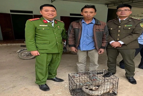 Đang làm vườn, người dân phát hiện 2 cá thể tê tê đi lạc