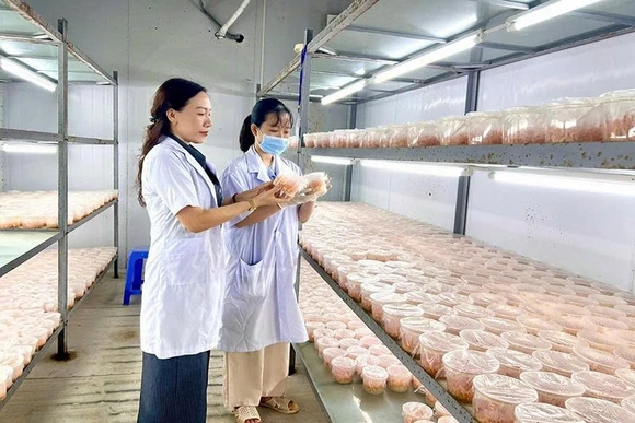 Từ trụ cột hỗ trợ đến động lực phát triển