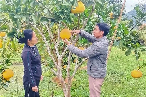 Bí thư chi bộ dân tộc Mường&nbsp;trách nhiệm với công việc