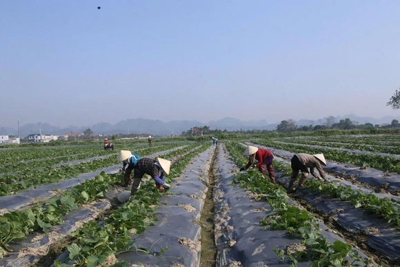 Nhân rộng mô hình liên kết trong sản xuất vụ đông