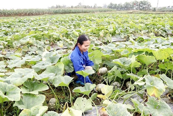 Trồng bí giống lấy hạt - hướng làm giàu&nbsp;của nhiều nông dân xã Yên Ninh