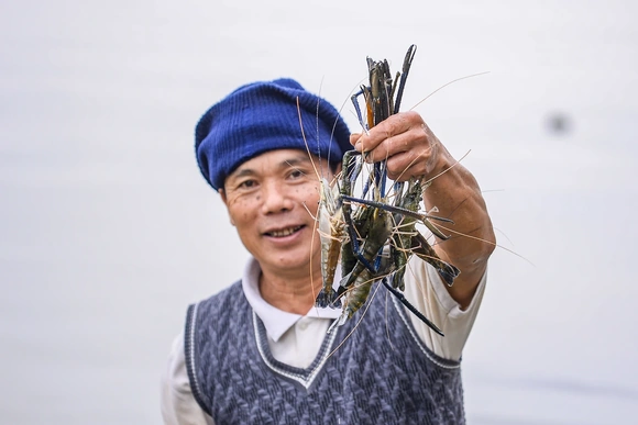 Tôm càng xanh giúp ruộng lúa “sinh lời”