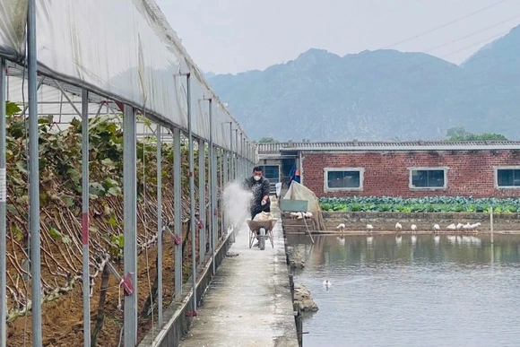 Thanh Hóa công bố hết dịch bệnh tả lợn châu Phi