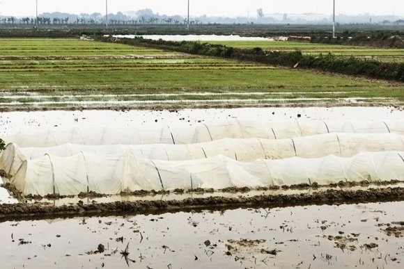 Tăng cường biện pháp bảo vệ cây trồng trước rét đậm, rét hại