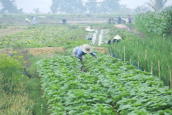 Chủ động nguồn rau, quả phục vụ Tết Nguyên đán