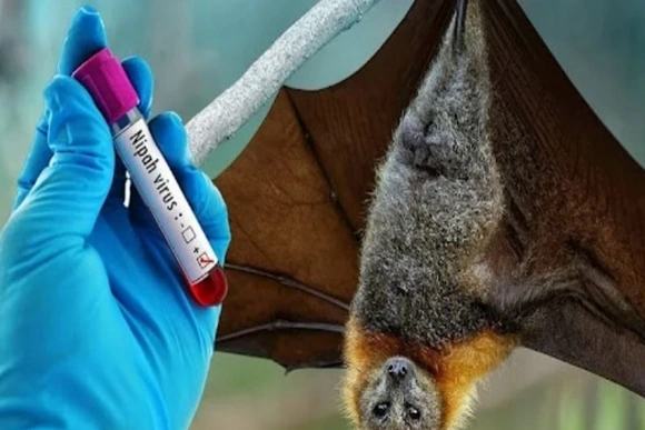 Ngành Y tế Thanh Hóa khuyến cáo về dịch bệnh nguy hiểm do virus Nipah