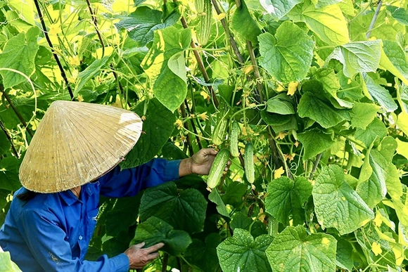 Phục tráng, phát triển&nbsp;giống dưa chuột nếp Hà Trung