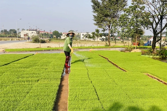 Nhân rộng dịch vụ mạ khay, máy cấy trong các HTX