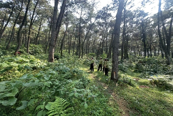 Tăng cường công tác bảo vệ rừng, phòng cháy chữa cháy rừng trên địa bàn tỉnh