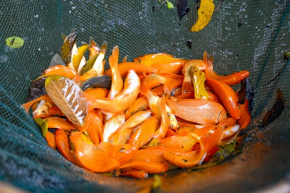 Cá chép đỏ vào vụ, hút hàng dịp Tết ông Công, ông Táo