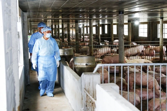 Thanh Hóa tăng cường phòng, chống dịch bệnh trên đàn vật nuôi trước, trong và sau Tết Bính Ngọ