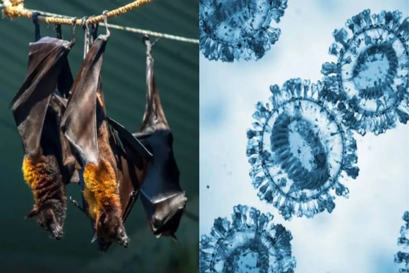 Bangladesh phát hiện virus mới khi rà soát các ca nghi nhiễm Nipah
