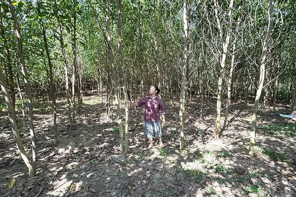 Đẩy mạnh công tác trồng rừng