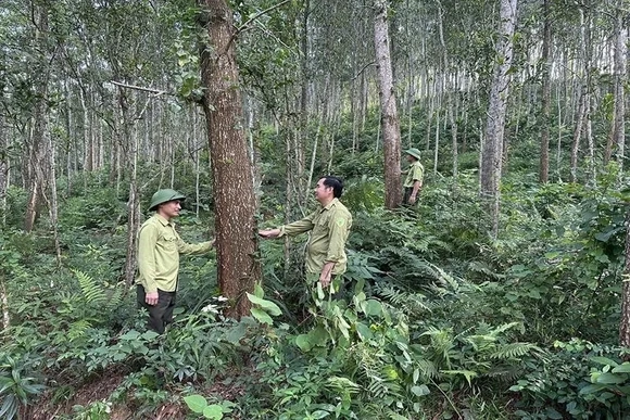 Thanh Hóa có 644.796,69 ha rừng, độ che phủ 54,09%