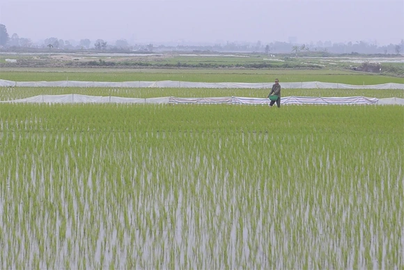 Nông dân tích cực xuống đồng đầu xuân