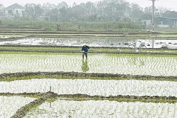 Chủ động dự báo sâu bệnh&nbsp;cho cây trồng