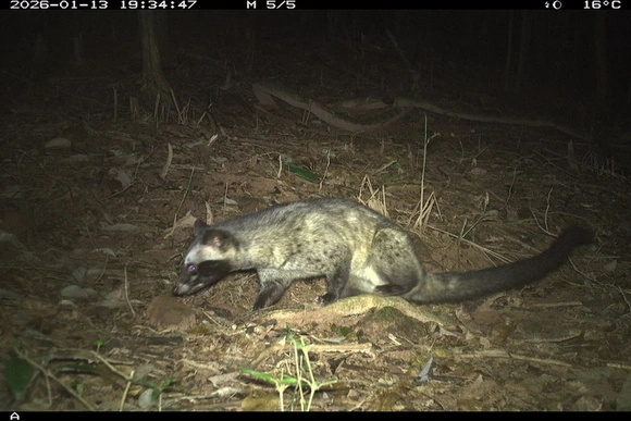 Ghi nhận 27 loài động vật hoang dã trong rừng bảo vệ di tích Văn hoá thế giới Mỹ Sơn