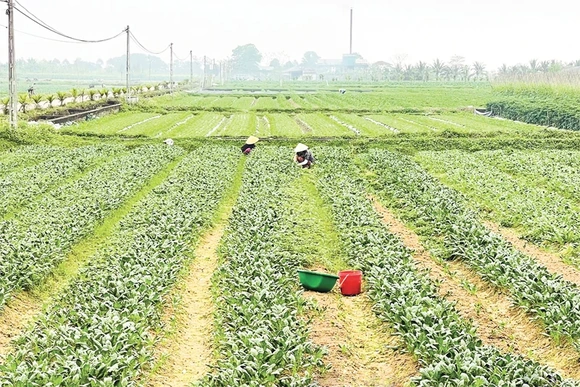 Vụ đông 2025-2026: Thắng lợi “kép”