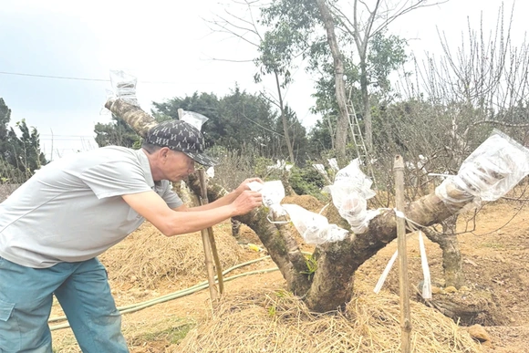 “Giữ ” mùa xuân ở lại